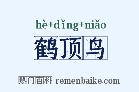 鹤顶鸟是什么意思的图片